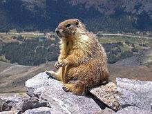 220px-Marmot-edit1.jpg