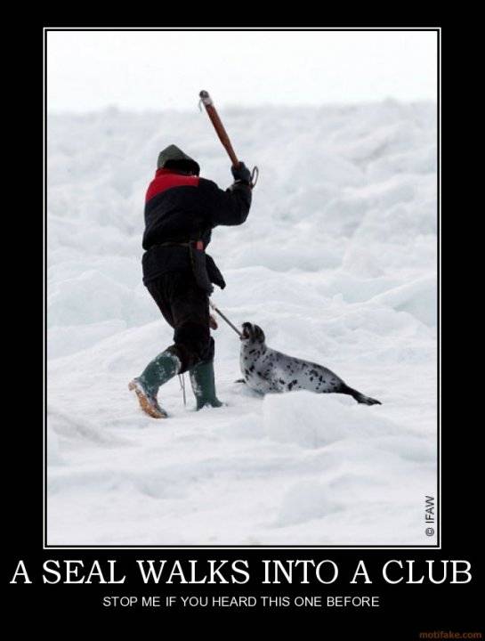 a seal.jpg