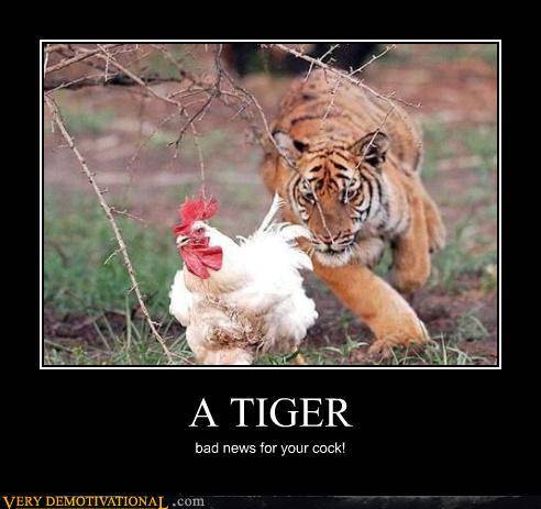 a tiger.jpg