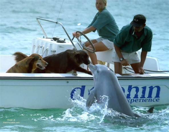 animal incounters.jpg