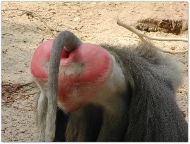 baboon_ass2.jpg