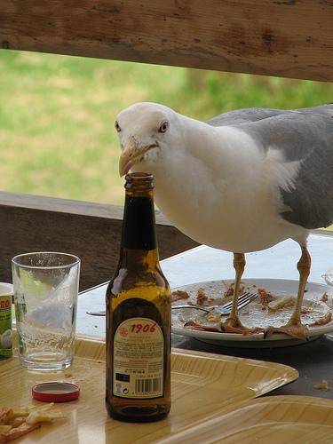 Bird n beer.jpg