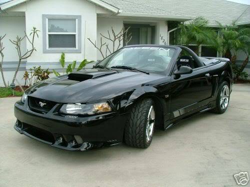 BlackBeauty.jpg