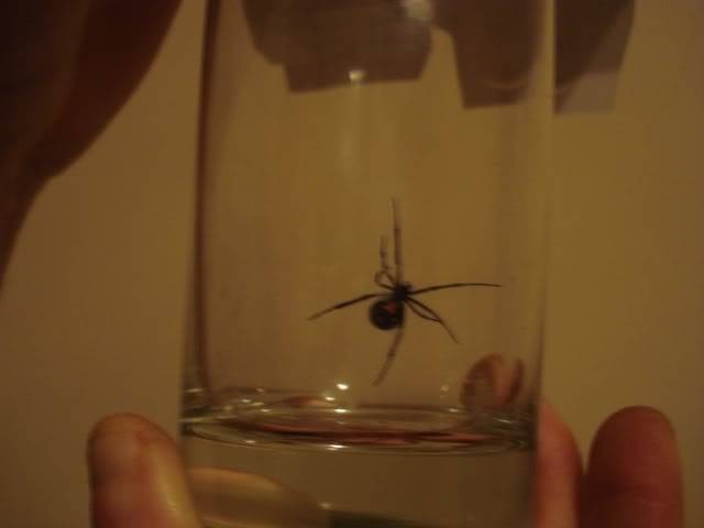blackwidow.jpg