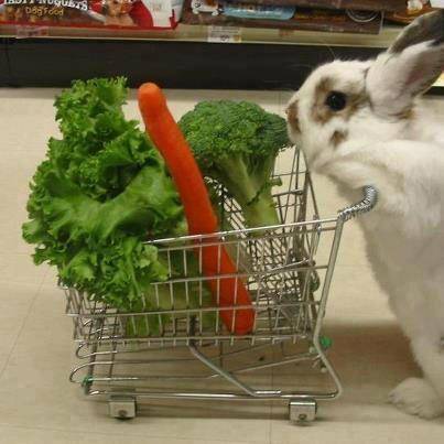 bunny.jpg