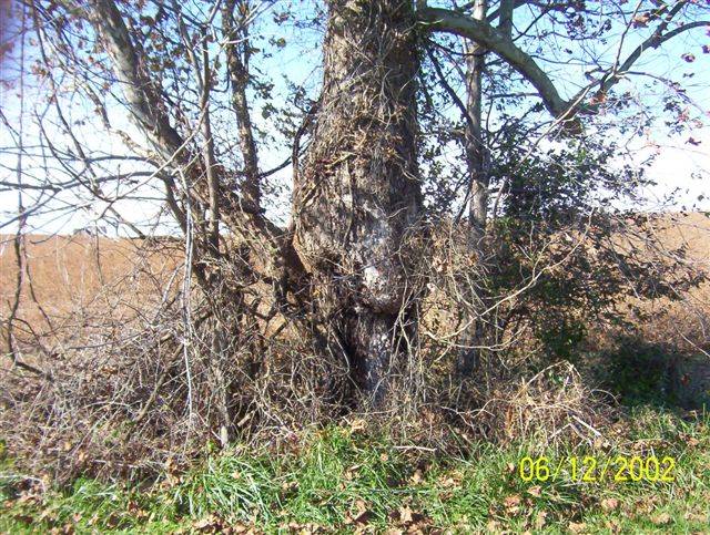 burl_wood_1.jpg