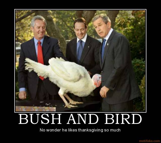 bush bird.jpg