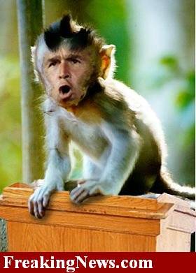 Bush-Monkey--1840.jpg