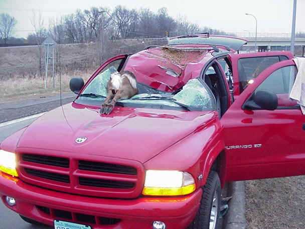 car-hit-deer.jpg