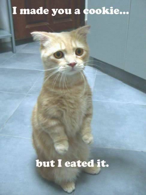 cat-1.jpg