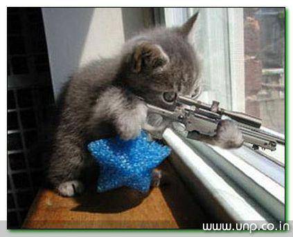 cat assan.jpg