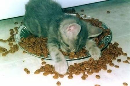 Cat in food.jpg