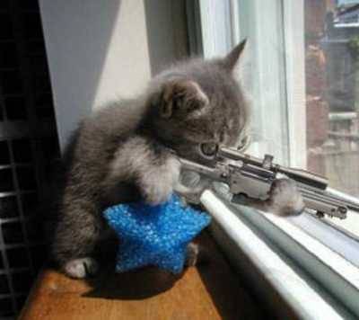 cat_rifle.jpg
