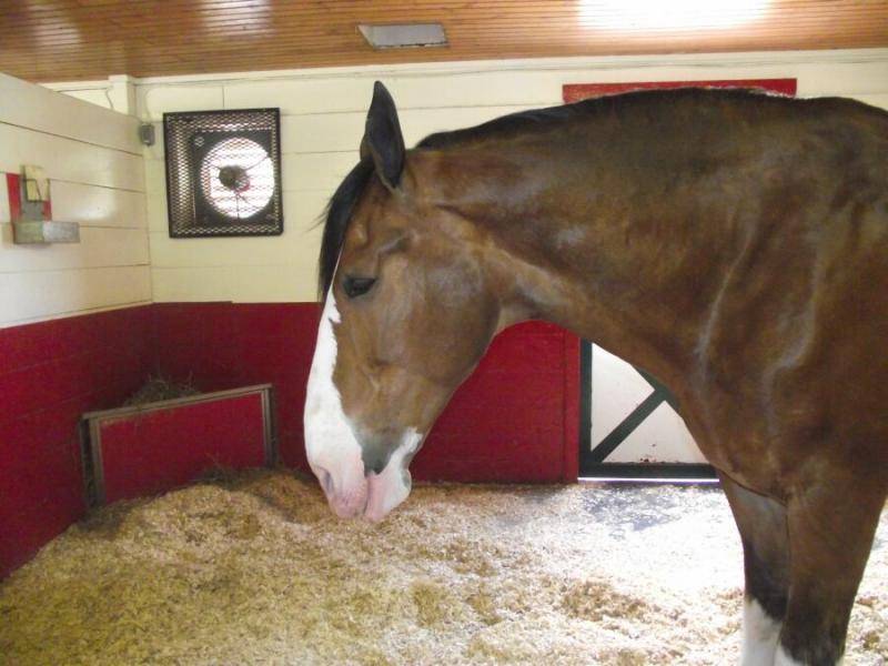 Clydesdale.jpg