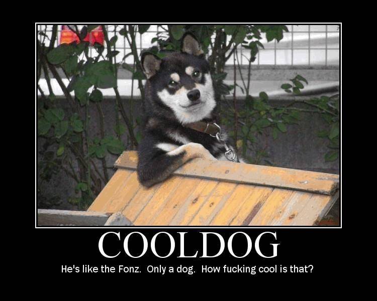 cool dog.JPG