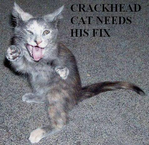 CrackheadCat.jpg