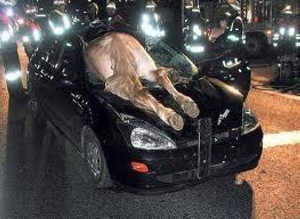 deadhorse.jpg