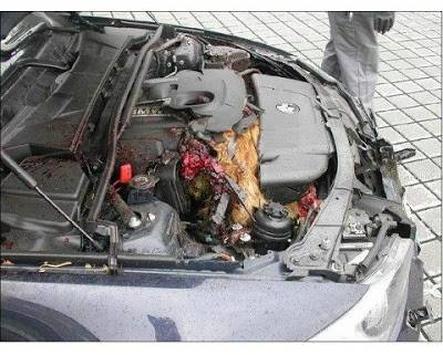 deer+inside+BMW+engine.jpg