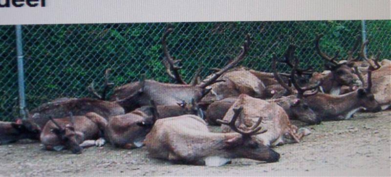 deer-protest.jpg