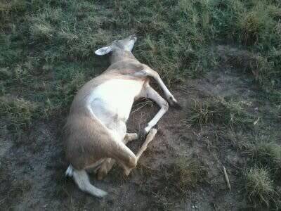 deer1.jpg