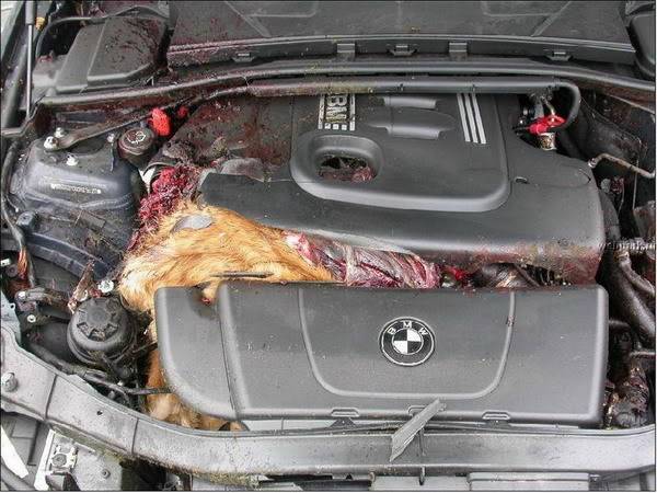 DEER3.jpg