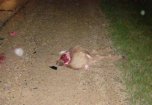 deer_3.jpg