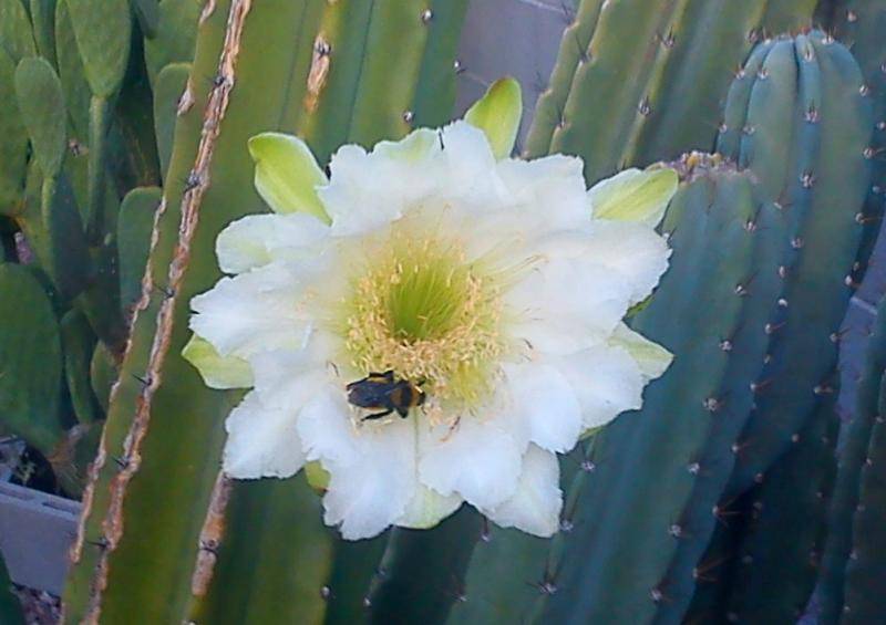 desert bee.jpg