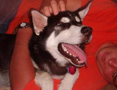 dog (2).jpg