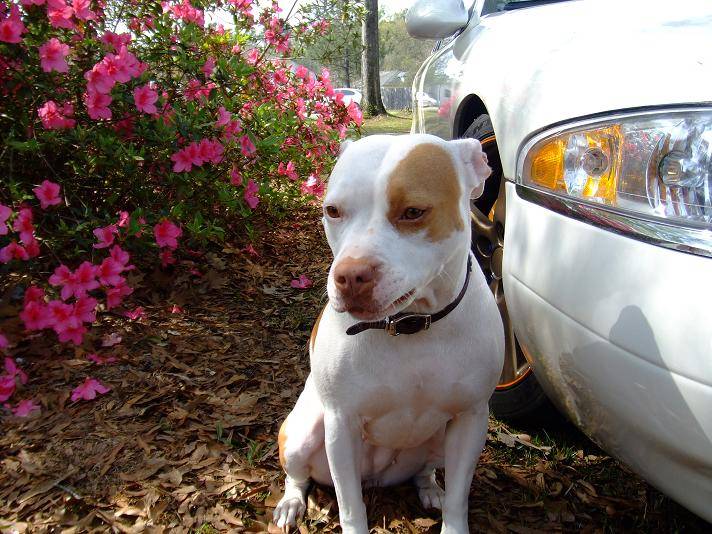 Dog 4 LvC.JPG