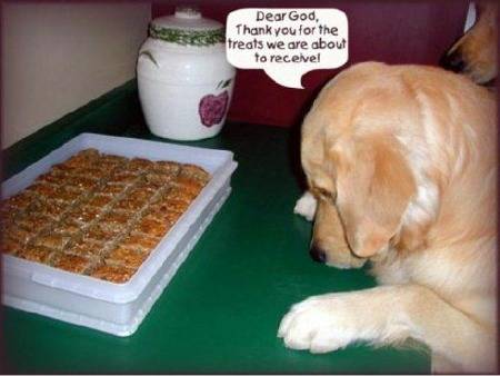 Dog at treats.jpg