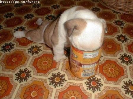Dog in Can.jpg