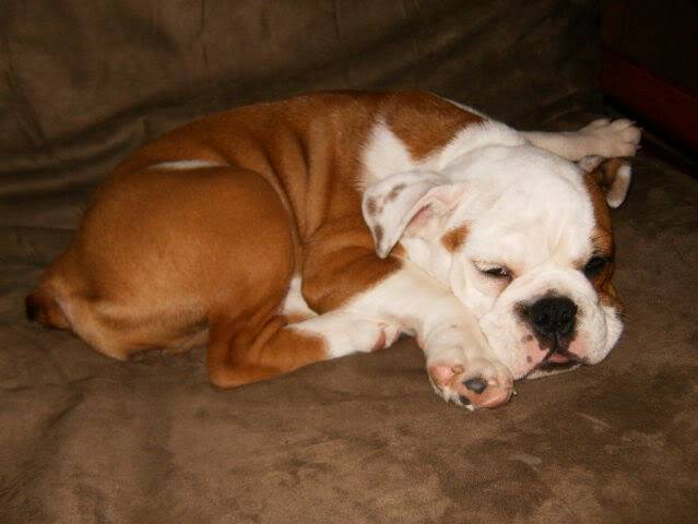doggy002.jpg