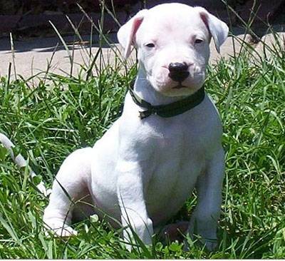 dogo_argentino_puppy_h02.jpg