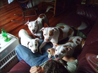 Dogs LvC.JPG