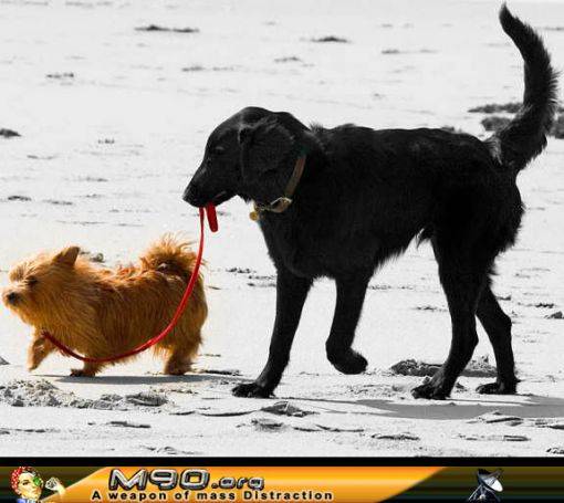 dogsnewdog.jpg