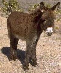 Donkey.jpg