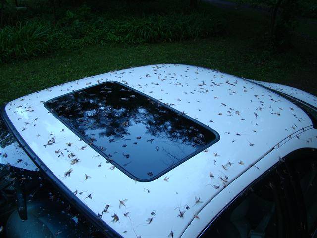 DSC09303 (Small).JPG