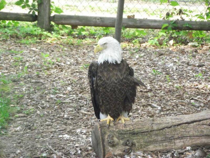Eagle 01.jpg