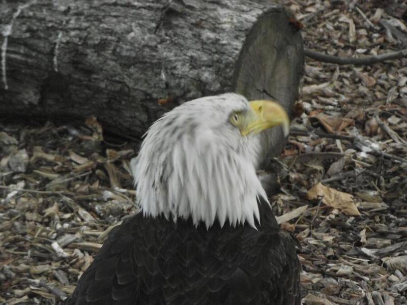 Eagle 02.jpg