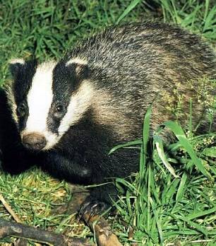 emo-badger-save-them2.jpg