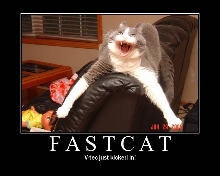 Fast Cat.jpg