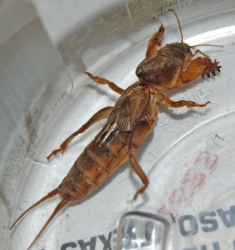 freakyassbug1small.jpg