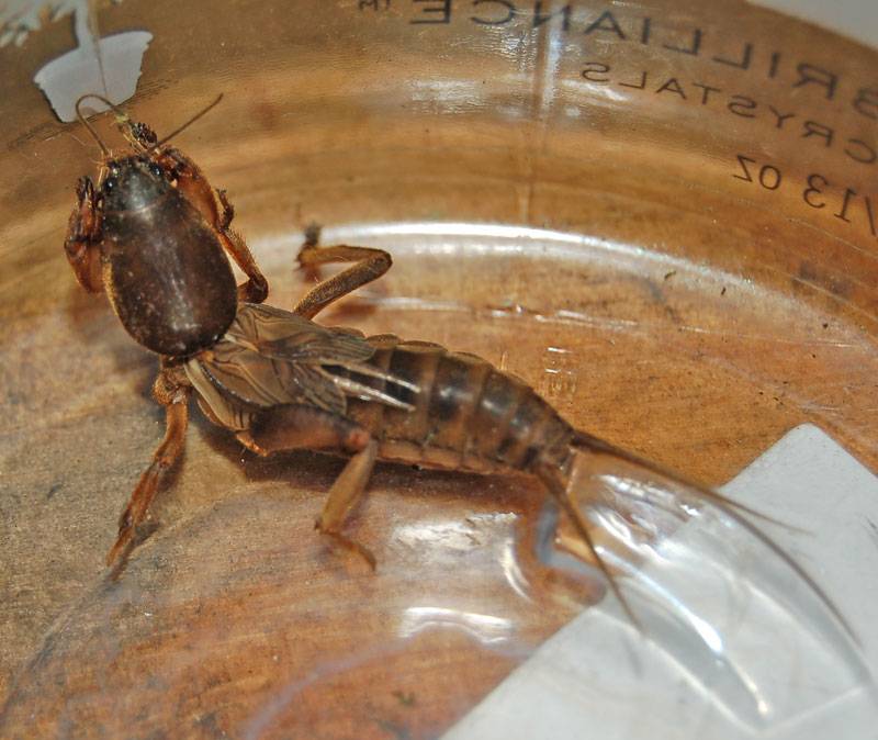 freakyassbug2small.jpg