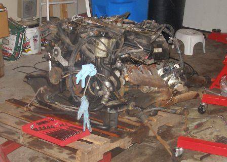 Freshly Pulled 2.JPG