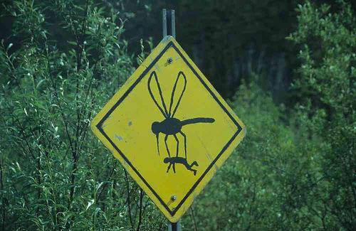 georgia mosquitos.jpg