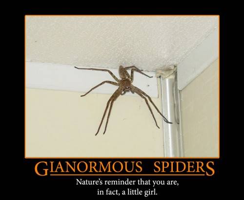 gianormous-spiders-500x409.jpg