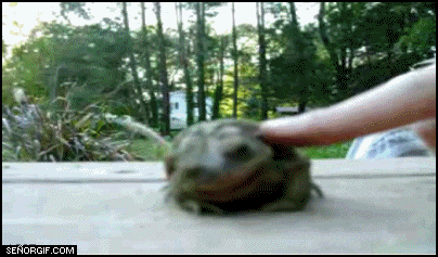 happiestfrog.gif