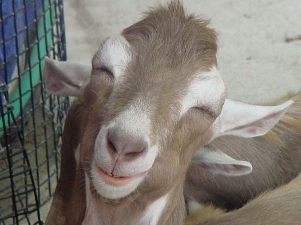 happy_goat.jpg