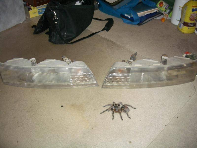 headlights.jpg