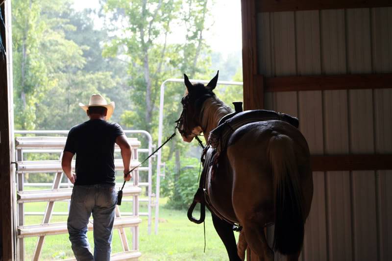 horse1.jpg